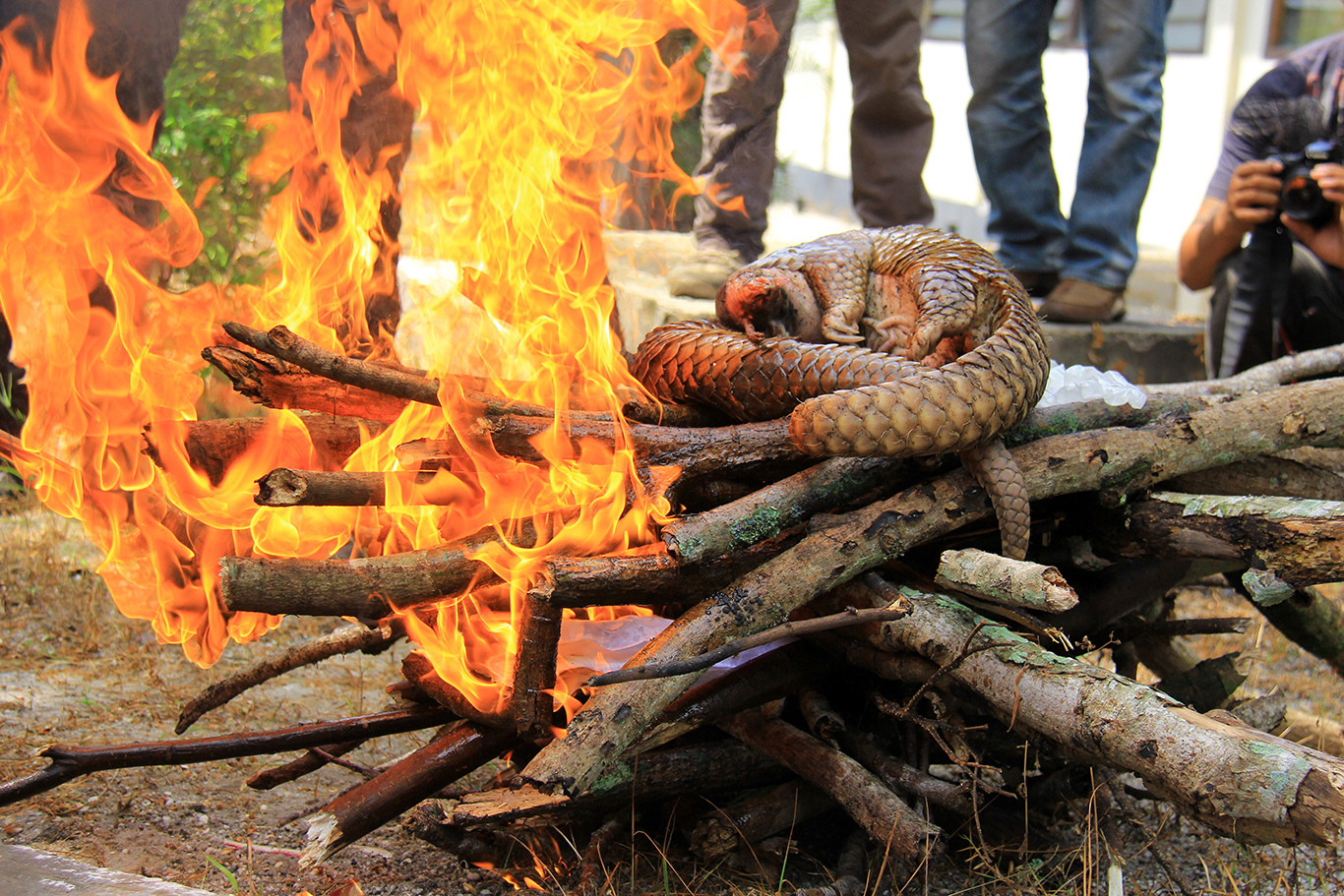 Scientists LINK barbaric trade in gentle pangolins to Covid-19 pandemic!