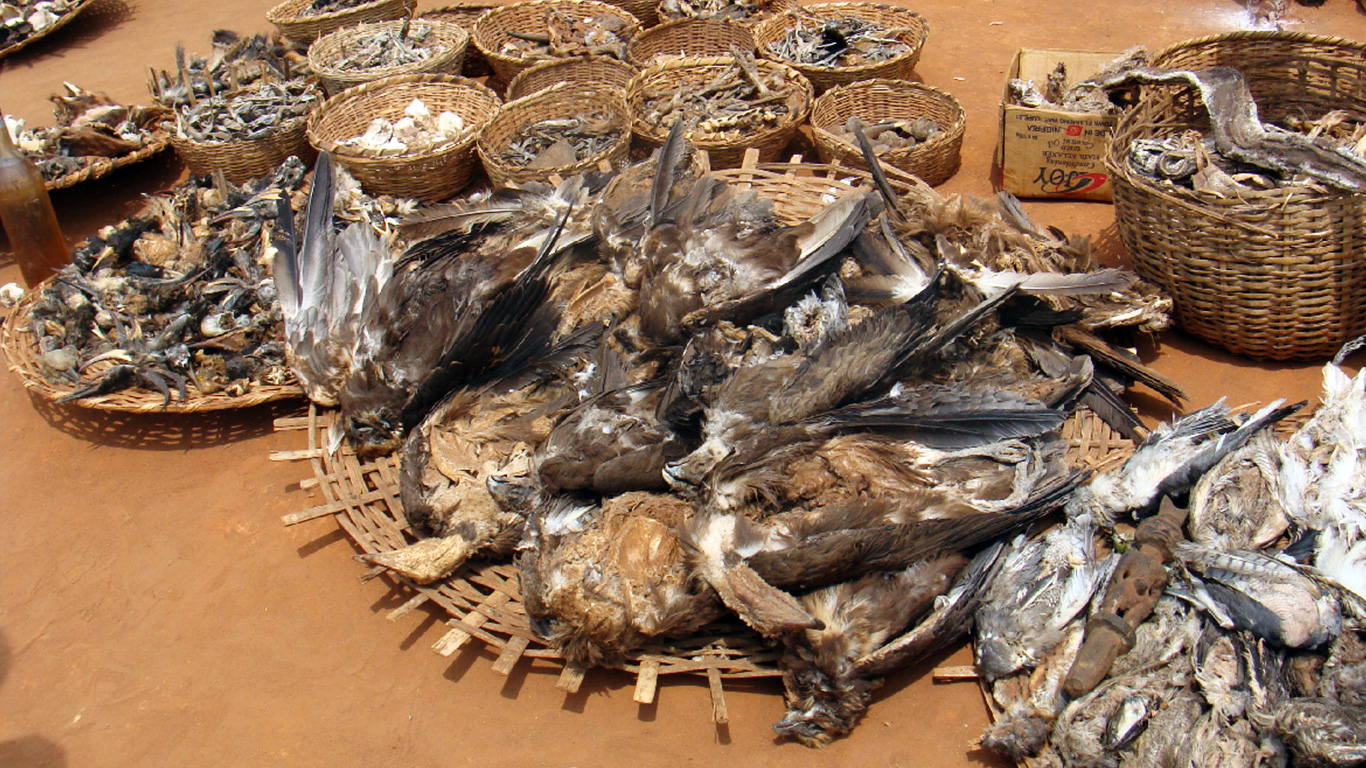 Vultures are being poisoned into oblivion. Unless this is stopped, more and worse pandemics are a certainty!
