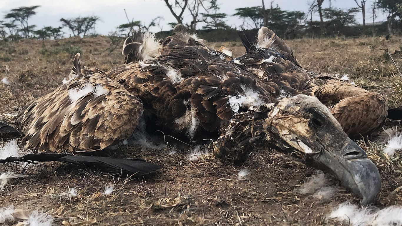 Vultures are being poisoned into oblivion. Unless this is stopped, more and worse pandemics are a certainty!