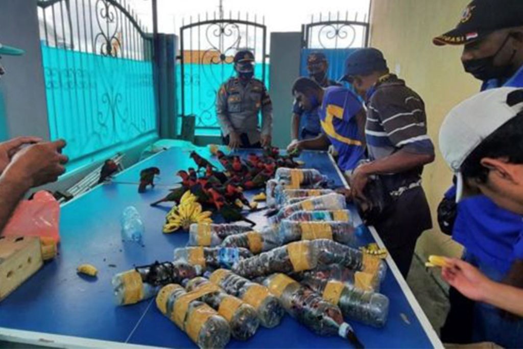 Bottled Birds: Horrific Abuse of Protected Parrots Stuffed in Plastic Bottles in Indonesia