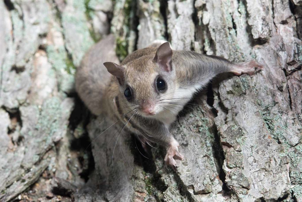 Florida’s Flying Squirrel Smuggling Operation Finally Grounded