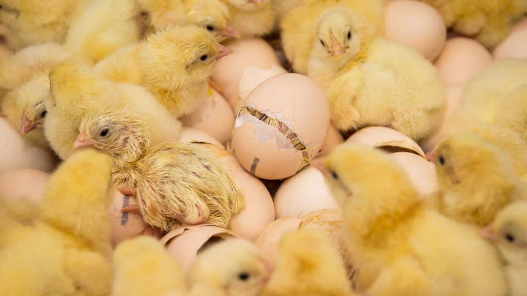 In World-First, Germany Outlaws the Mass Culling of Male Chicks
