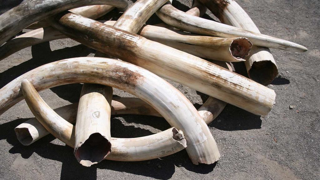 Victory for Elephants as Global Ivory Bans Gain Momentum