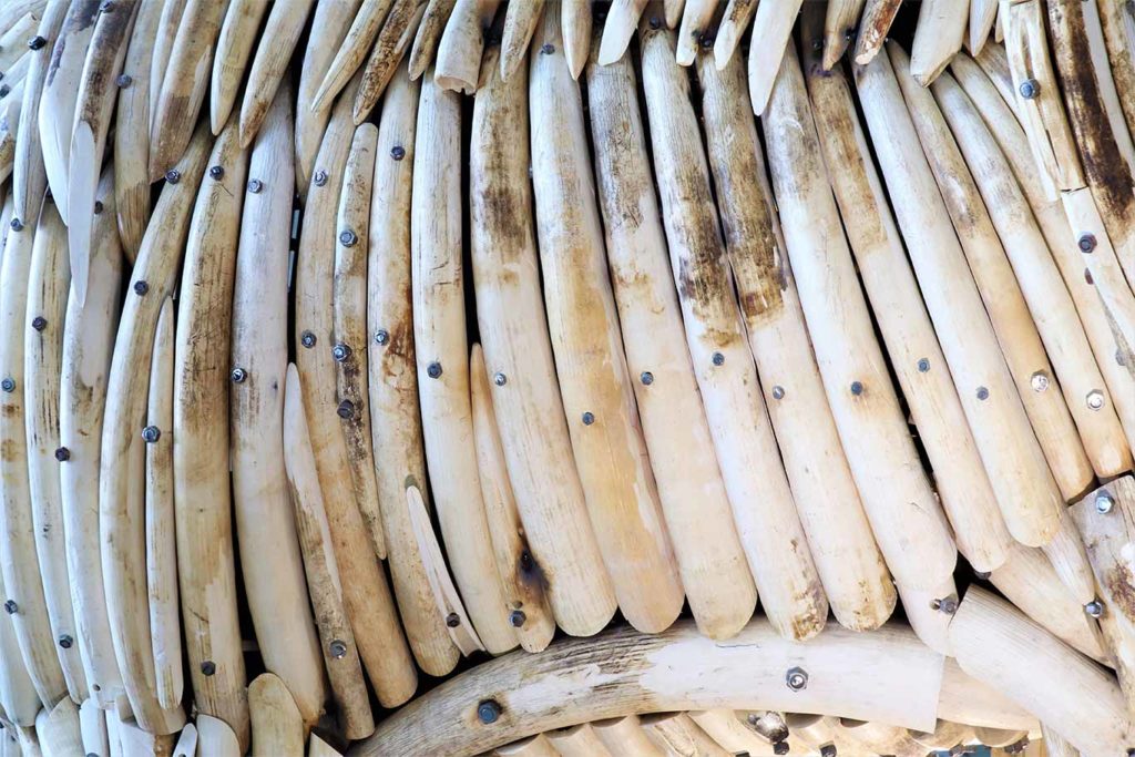 Wildlife Trafficking Bust Sees Tusks, Crocodile Blood, Coral, and More Seized at UK Borders