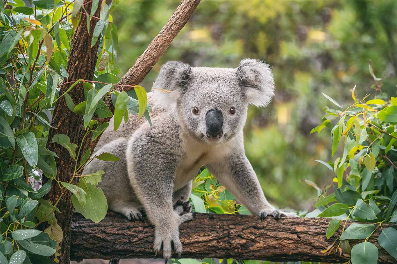 Environmental Disgrace: Australian Minister Chooses Rocks Over Koalas -  Animal Survival International