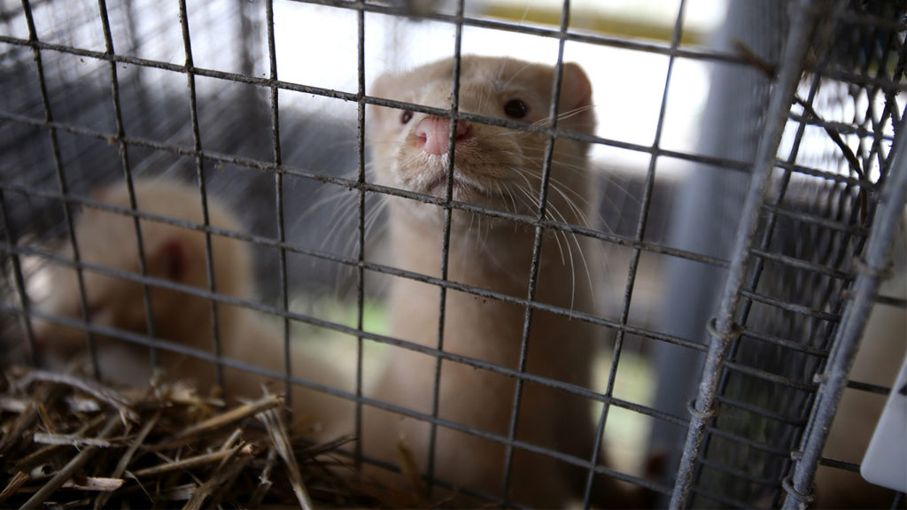 Mink Farms: Denmark Shows No Remorse for Gross Animal Cruelty
