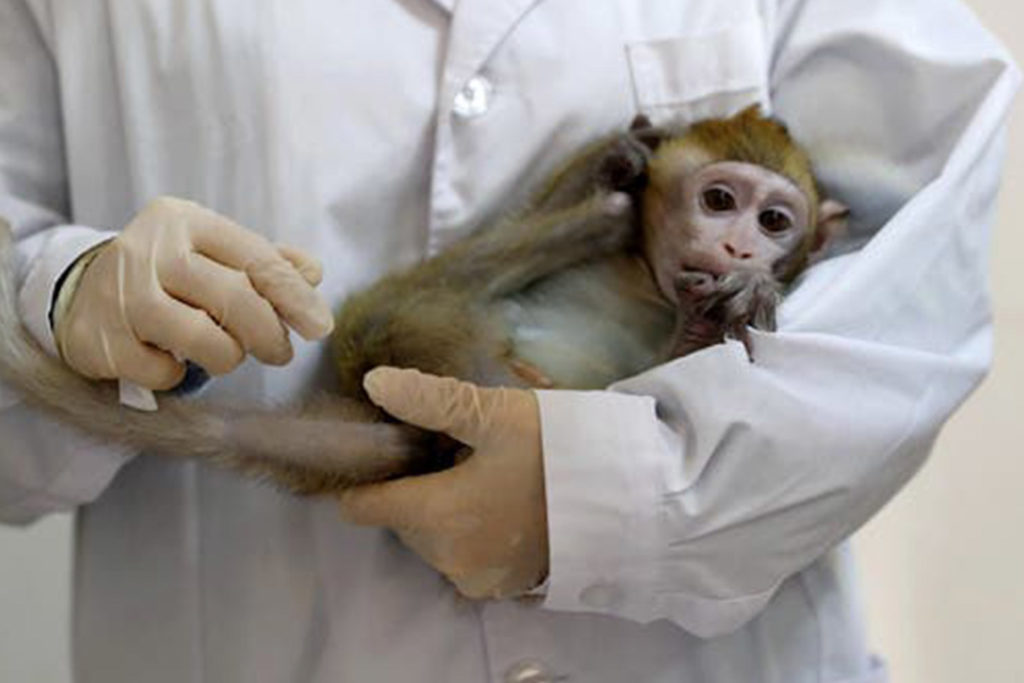 America Is Running Low on Monkeys to Exploit for COVID-19 Vaccine Tests