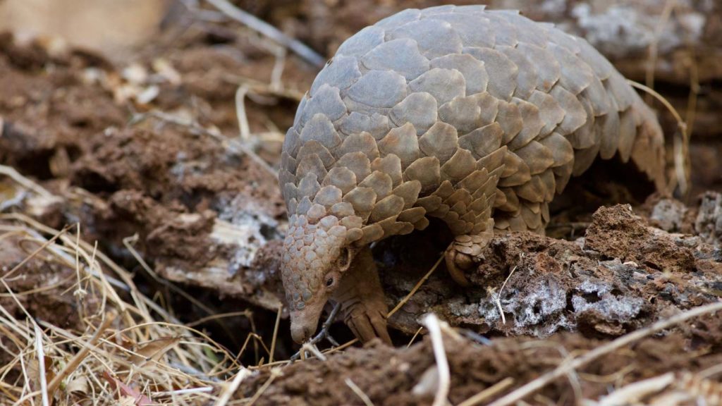 Africa’s First Dedicated Pangolin Hospital Ward Soon to Open