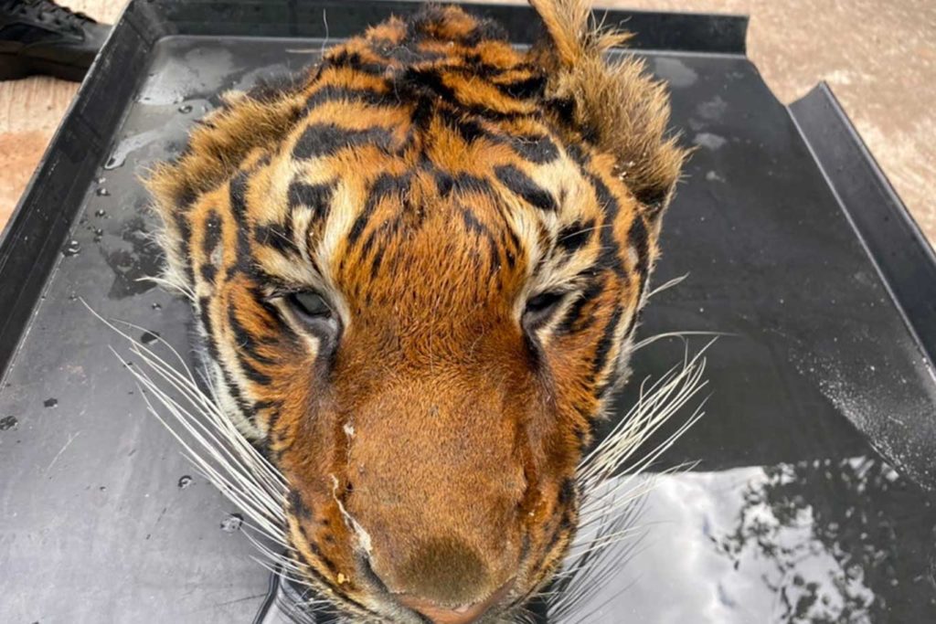 Decapitated Tiger Head and Big Cat Body Parts Found During Raid at Private Thailand Zoo