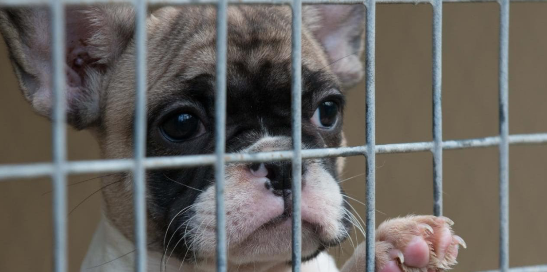Pet shop sales ban could help to end the misery of the illegal puppy trade