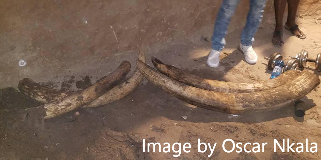 Tusks Seized