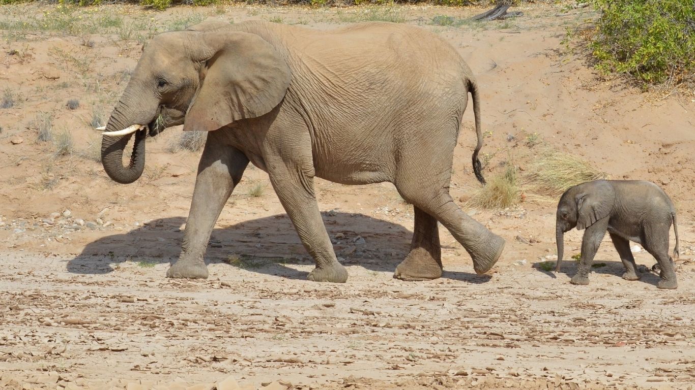 With your help, we will give the animals thousands of liters of life-giving water every day!