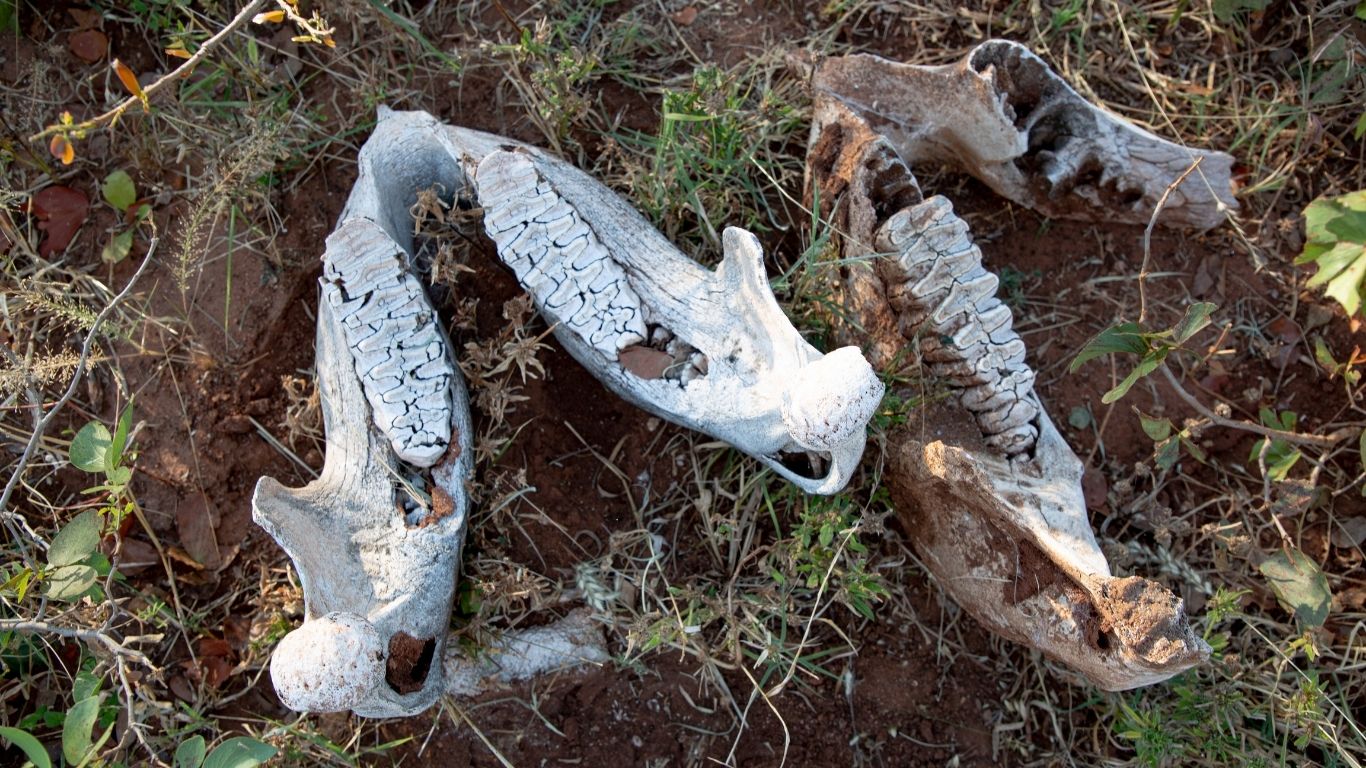 It is a poaching epidemic! 75% of lake elephants have already been slain for their tusks!