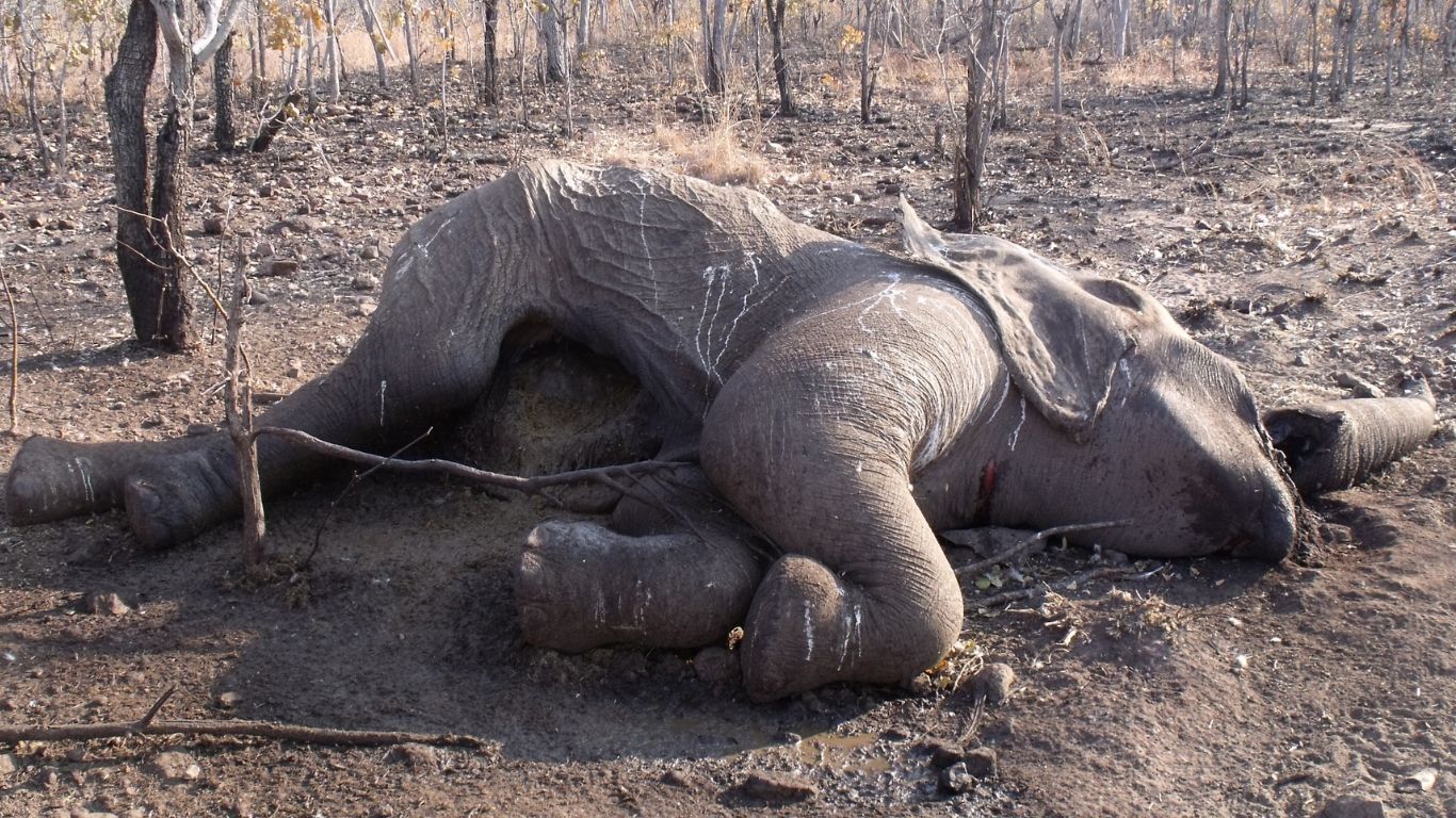 It is a poaching epidemic! 75% of lake elephants have already been slain for their tusks!