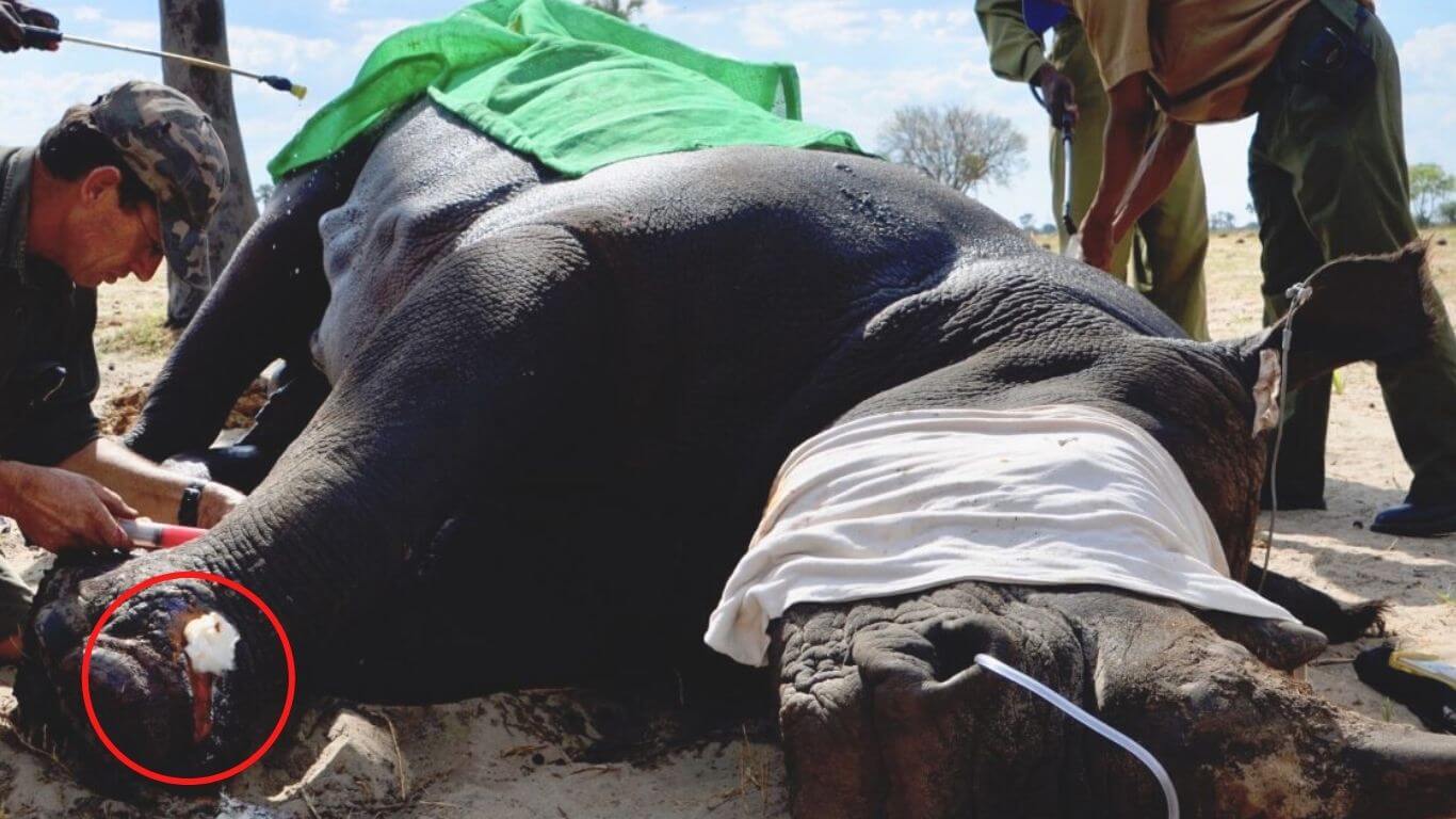 The horror and pain that snares indiscriminately inflict on defenseless animals, EVEN ELEPHANTS, is UNIMAGINABLE!