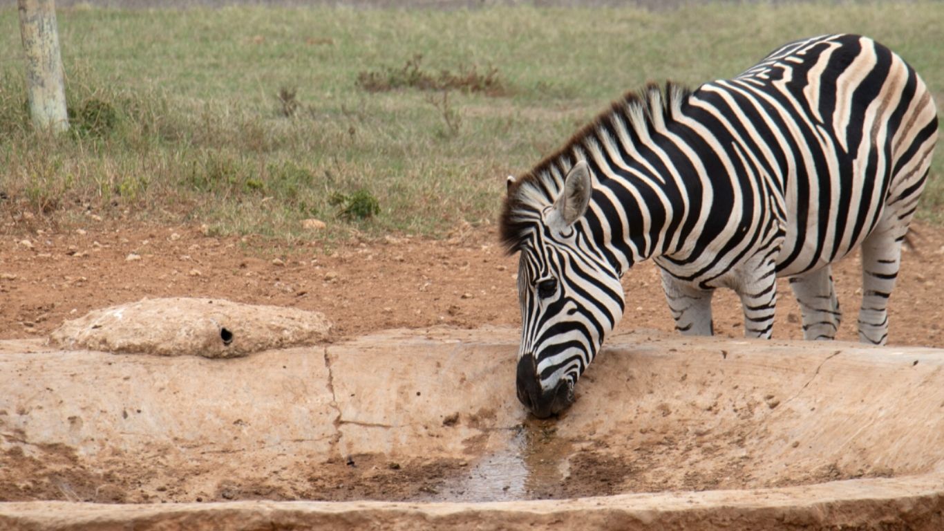 With your help, we will give the animals thousands of liters of life-giving water every day!