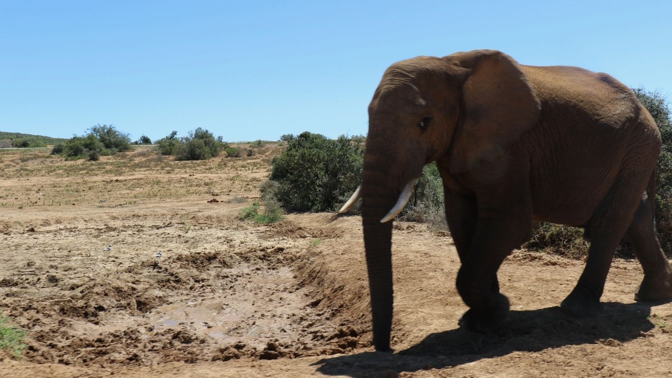 With your help, we will give the animals thousands of liters of life-giving water every day!