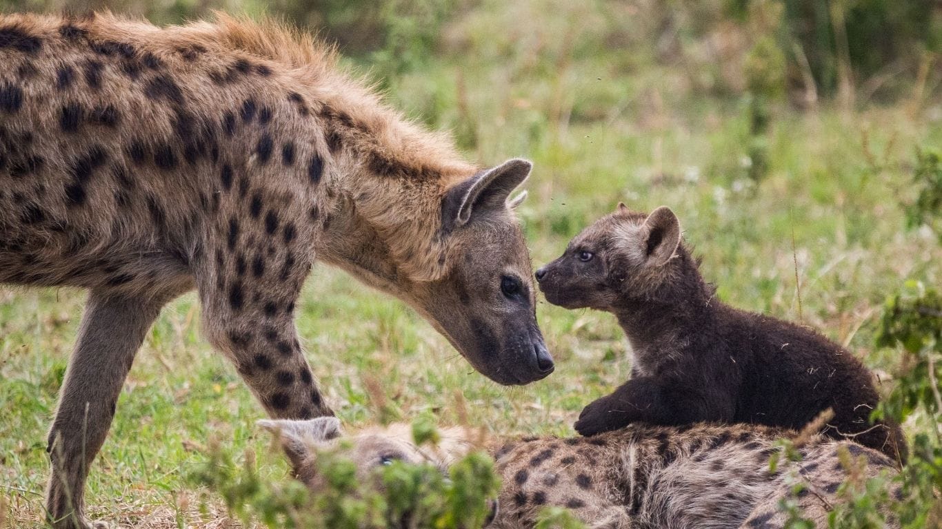 Bj hyena