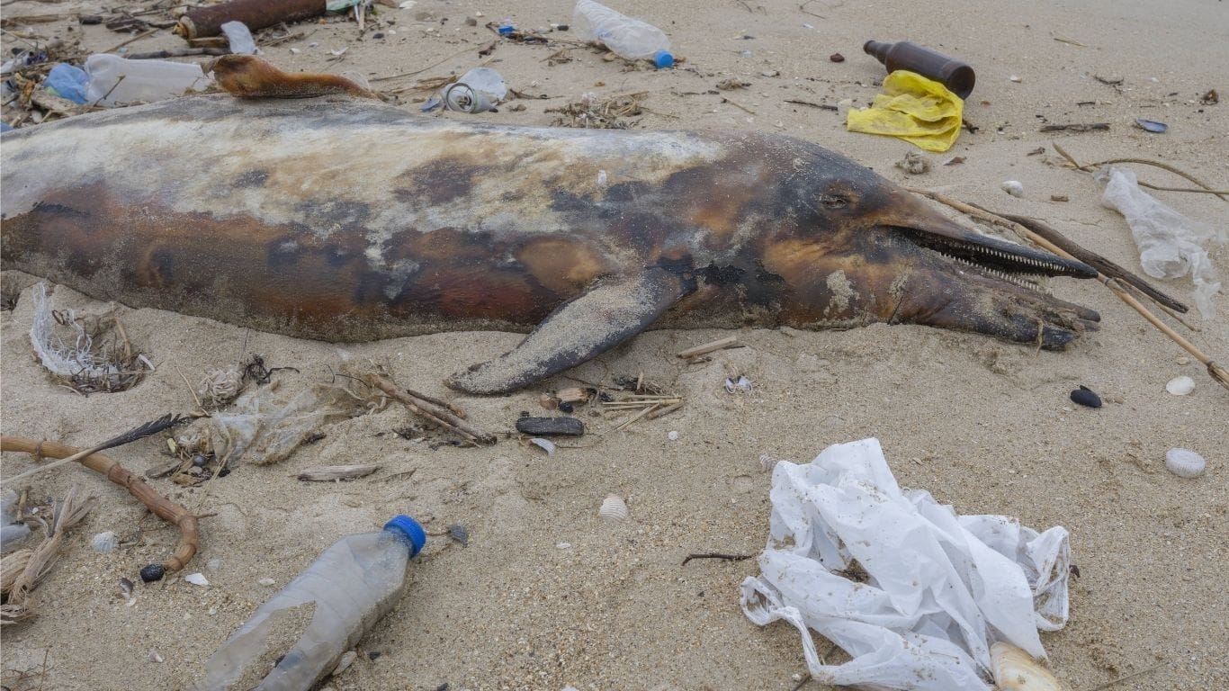 Endangered Mediterranean monk seals’ last haven UNDER THREAT!