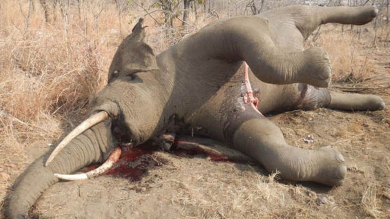 It is a poaching epidemic! 75% of lake elephants have already been slain for their tusks!