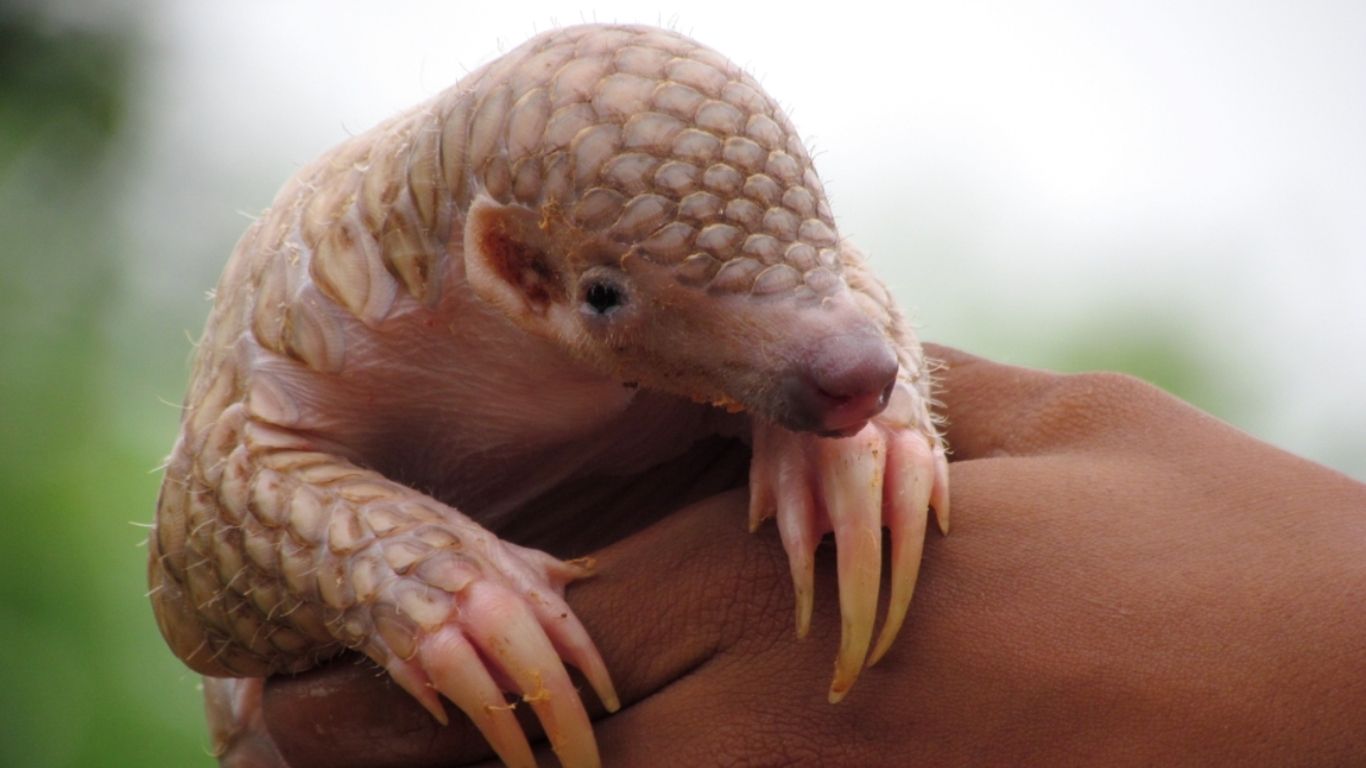 Even PREGNANT FEMALES and BABY pangolins are being poached and trafficked!
