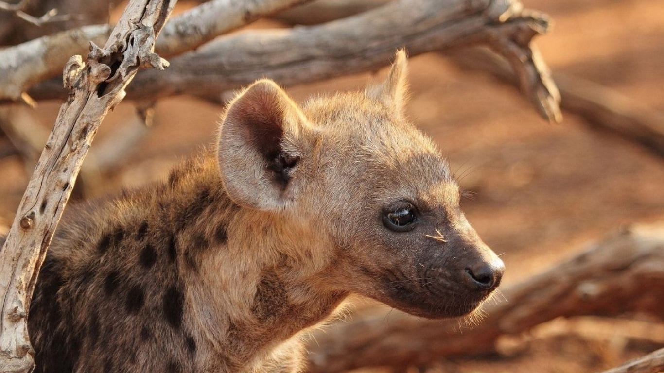 Waiting at home for dinner, hyena cubs are starving to death because farmers are shooting their mothers!
