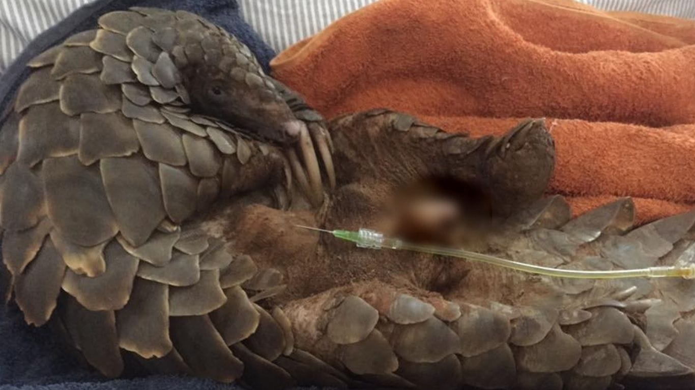 Even PREGNANT FEMALES and BABY pangolins are being poached and trafficked!
