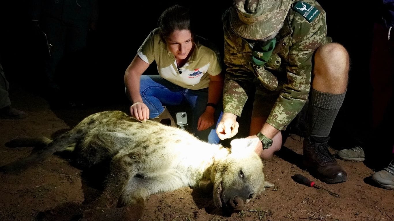 Waiting at home for dinner, hyena cubs are starving to death because farmers are shooting their mothers!