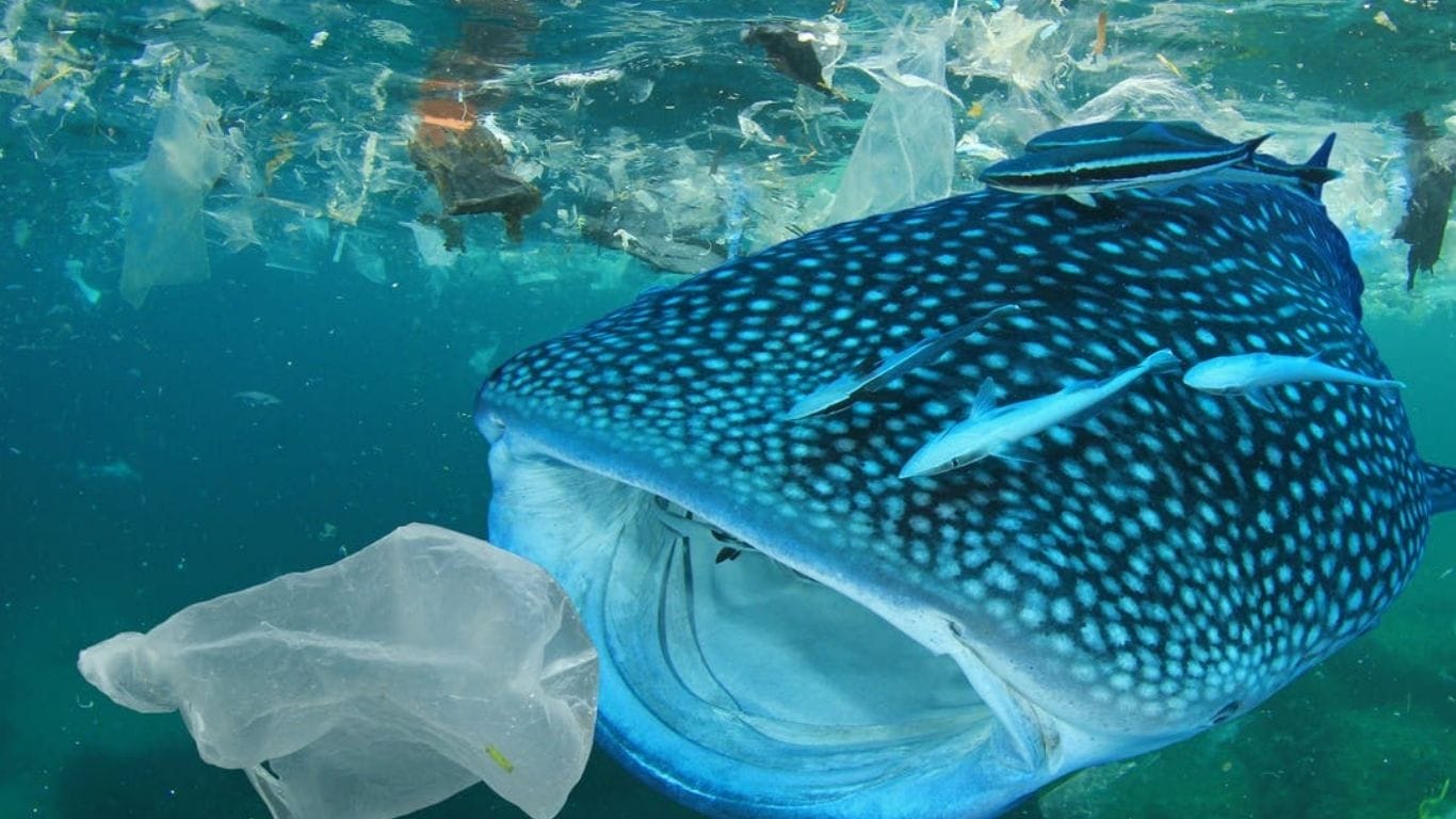 Endangered Mediterranean monk seals’ last haven UNDER THREAT!