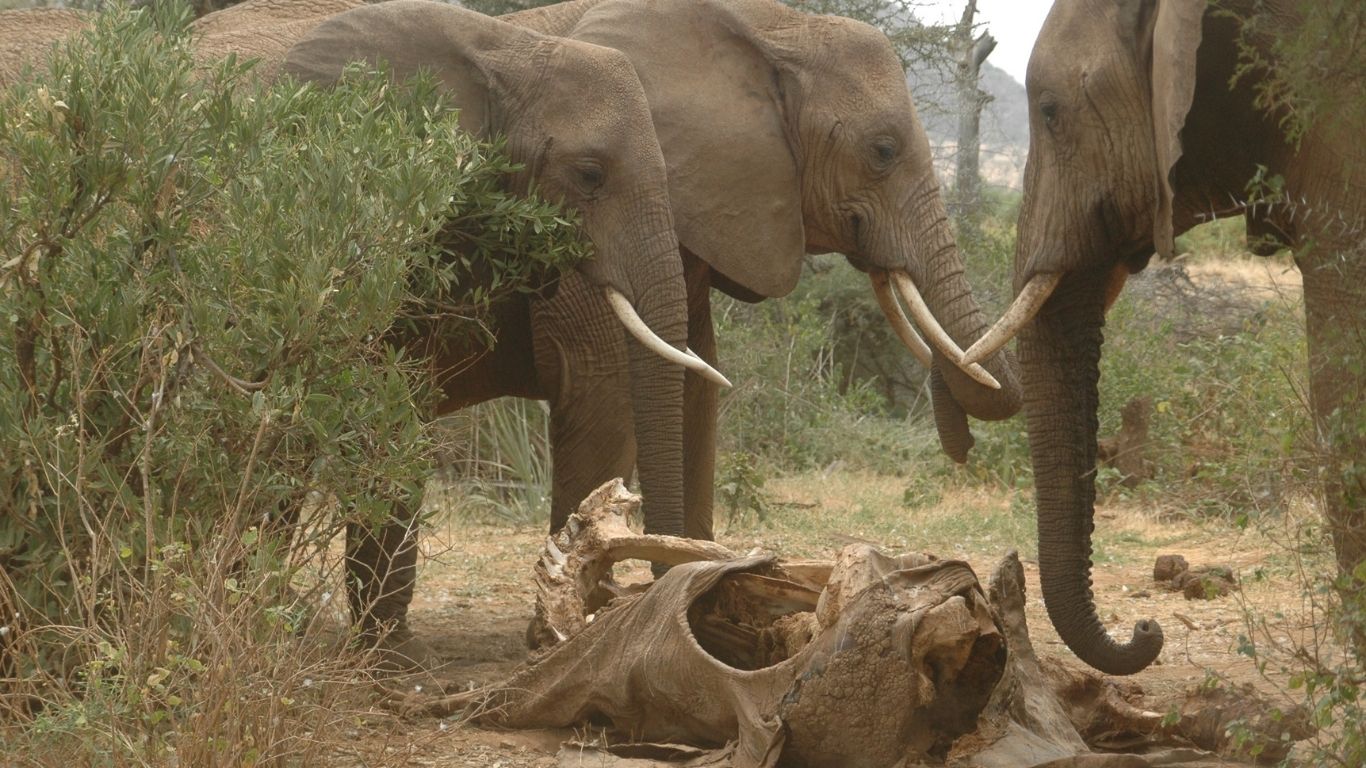 It is a poaching epidemic! 75% of lake elephants have already been slain for their tusks!