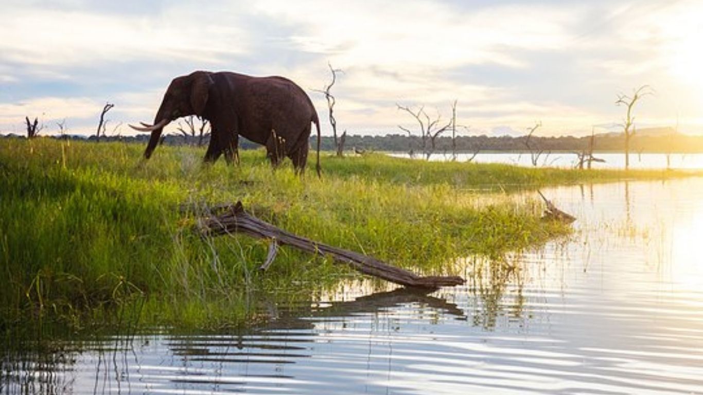 It is a poaching epidemic! 75% of lake elephants have already been slain for their tusks!