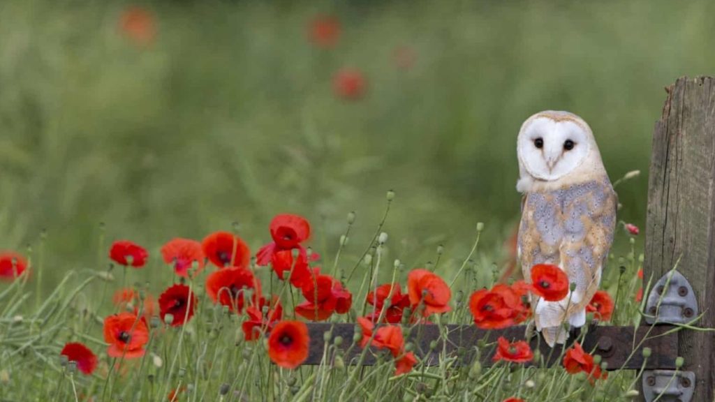 Man’s greed, habitat loss and climate change are always waiting to destroy wildlife - and British barn owls could be in jeopardy!
