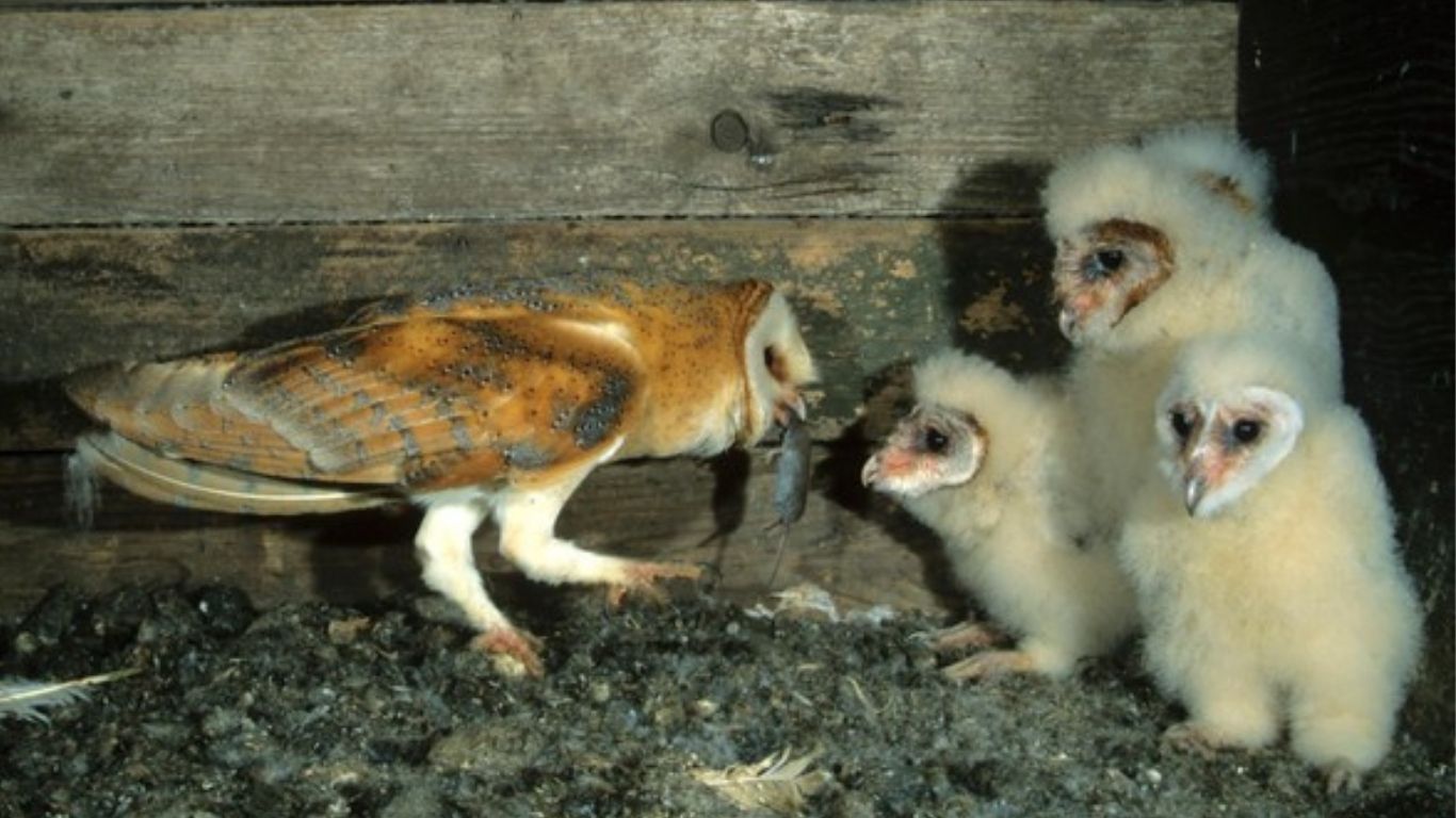 Man’s greed, habitat loss and climate change are always waiting to destroy wildlife - and British barn owls could be in jeopardy!