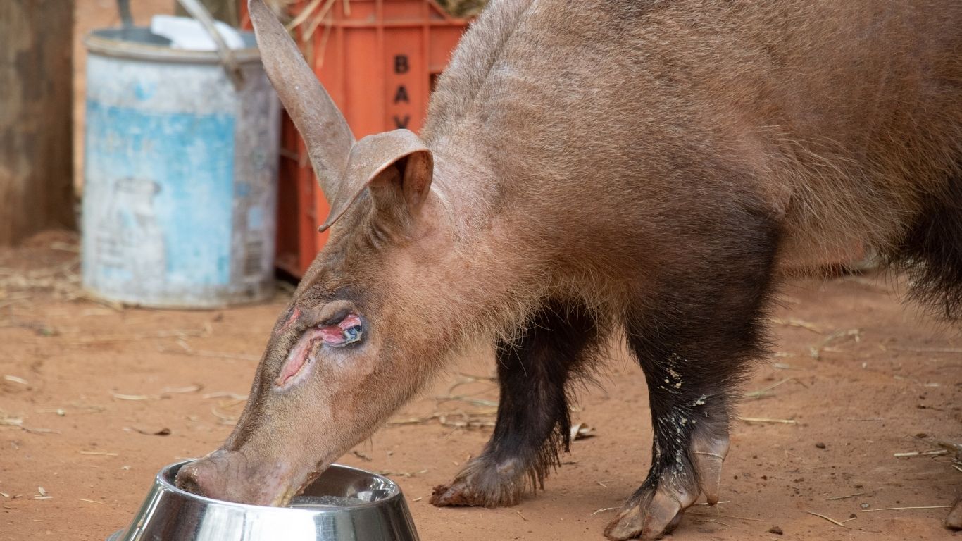 Aardvark isn’t just the first word in the dictionary - it’s a fascinating creature UNDER THREAT!