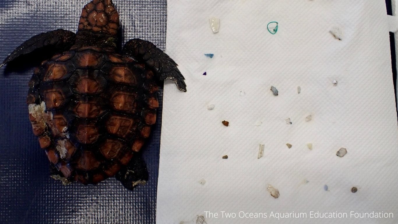 Discarded plastic is killing turtles, including BABIES!