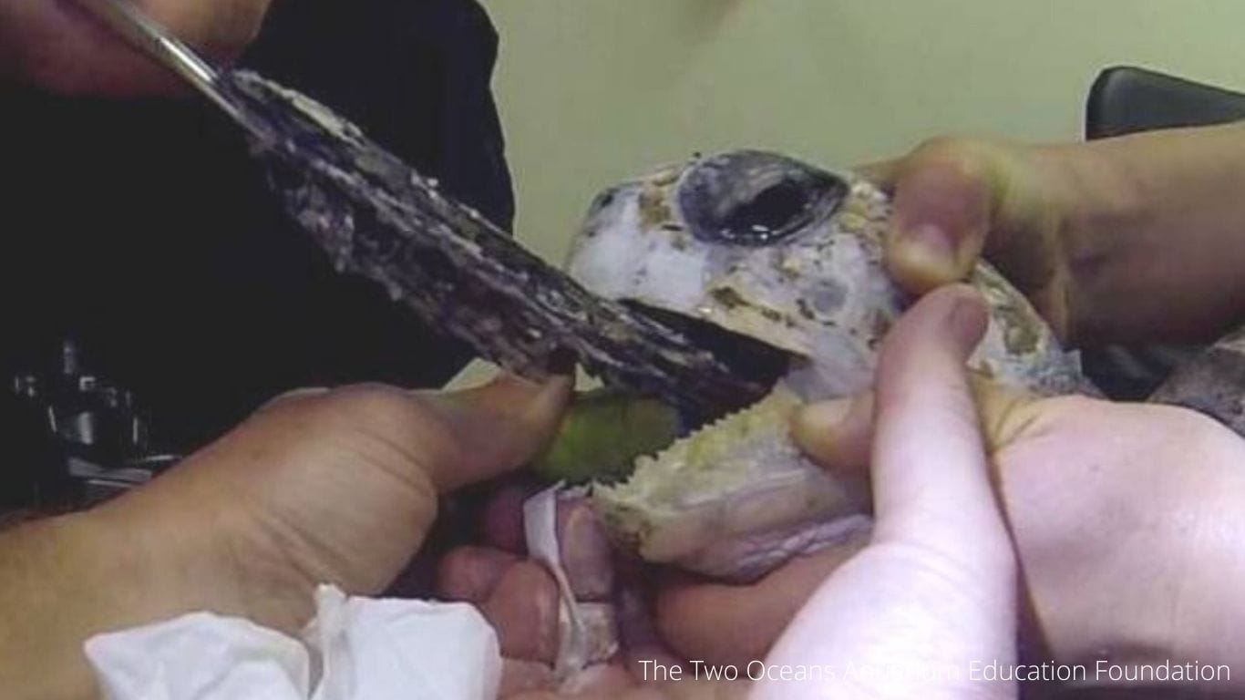 Discarded plastic is killing turtles, including BABIES!