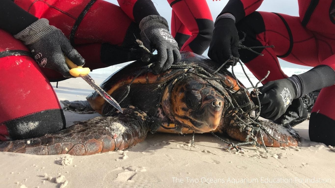 Discarded plastic is killing turtles, including BABIES!