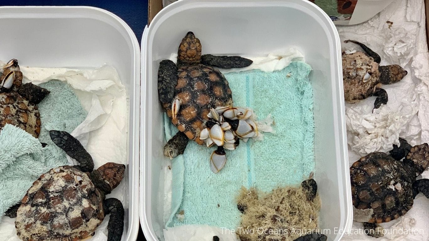 Discarded plastic is killing turtles, including BABIES!