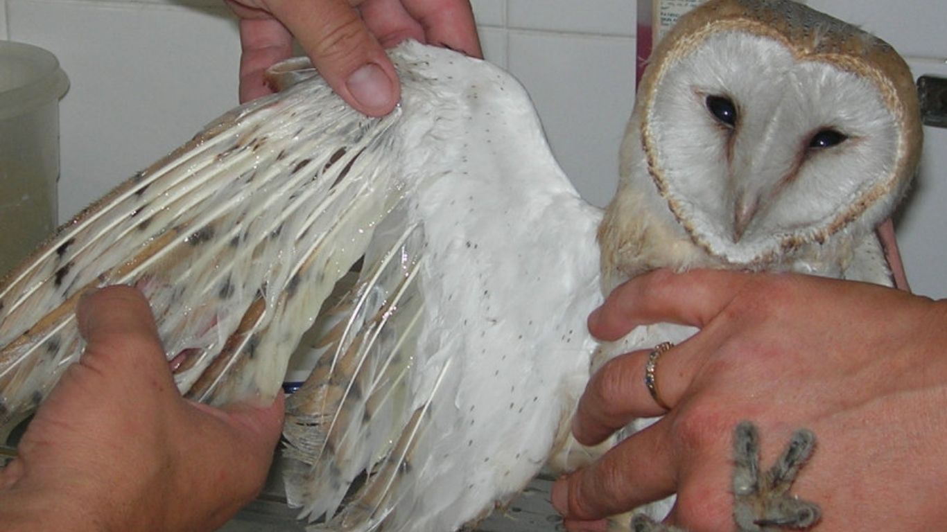 Man’s greed, habitat loss and climate change are always waiting to destroy wildlife - and British barn owls could be in jeopardy!