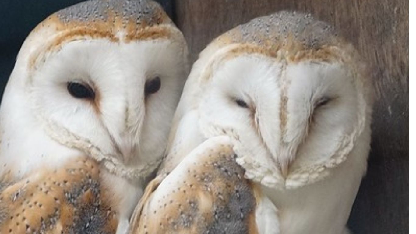 Man’s greed, habitat loss and climate change are always waiting to destroy wildlife - and British barn owls could be in jeopardy!