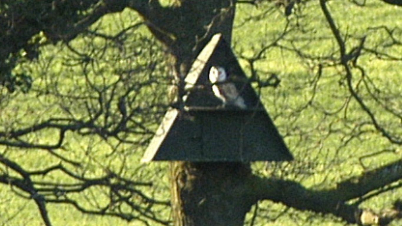 Man’s greed, habitat loss and climate change are always waiting to destroy wildlife - and British barn owls could be in jeopardy!