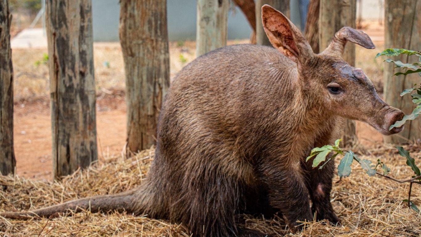 Aardvark isn’t just the first word in the dictionary - it’s a fascinating creature UNDER THREAT!