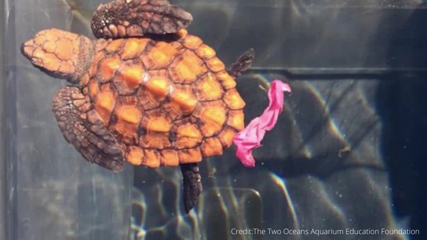 They ATE PLASTIC GARBAGE - now, 47 baby turtles are in LIFE-OR-DEATH struggle!