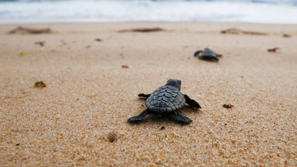 LIFE or DEATH struggle for 47 endangered sea turtle BABIES who ate plastic they thought was food!