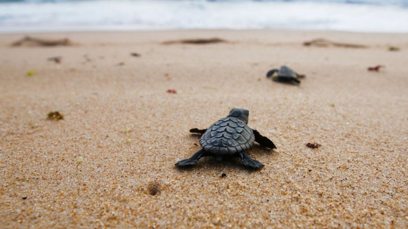 LIFE or DEATH struggle for 47 endangered sea turtle BABIES who ate ...