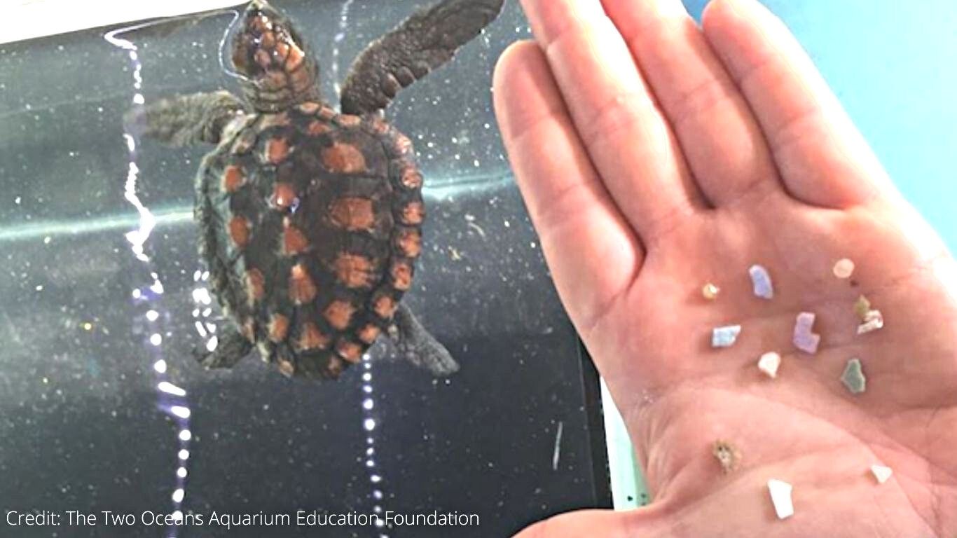 LIFE or DEATH struggle for 47 endangered sea turtle BABIES who ate plastic they thought was food!