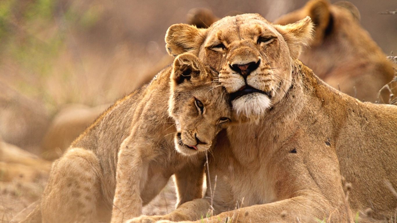 Celebrating World Lion Day By Supporting The Shut Down SA’s Captive Lion Breeding Industry