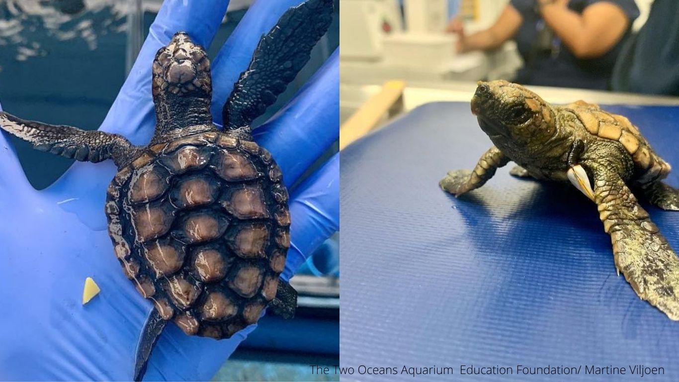 They ATE PLASTIC GARBAGE - now, 47 baby turtles are in LIFE-OR-DEATH struggle!