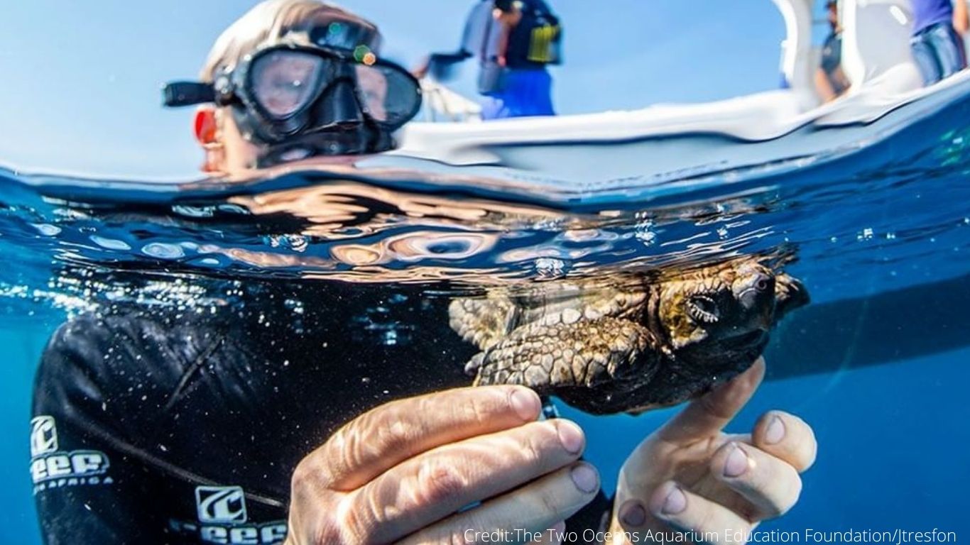 They ATE PLASTIC GARBAGE - now, 47 baby turtles are in LIFE-OR-DEATH struggle!