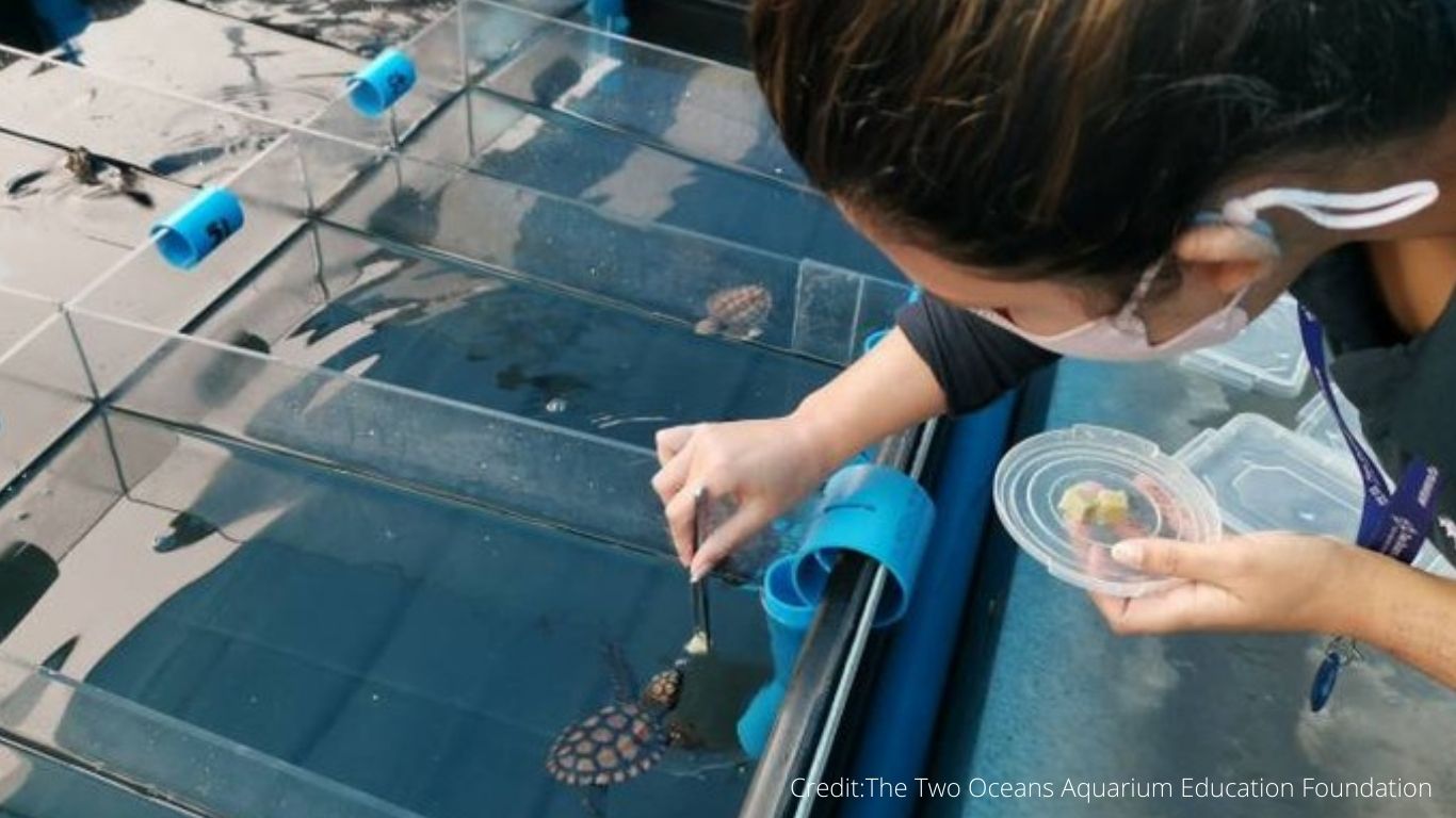 They ATE PLASTIC GARBAGE - now, 47 baby turtles are in LIFE-OR-DEATH struggle!